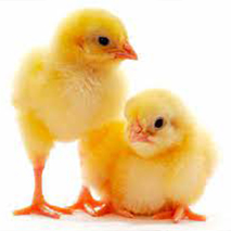 Broiler eggs