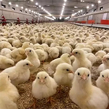 fertile eggs