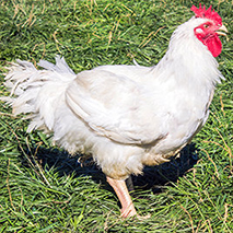 hatching eggs
