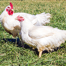 chicks for sale