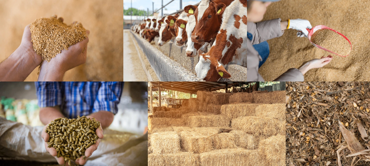 Cattle feed 