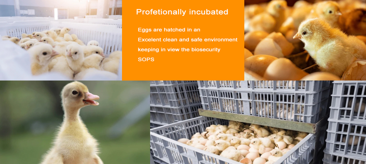 Hatching eggs