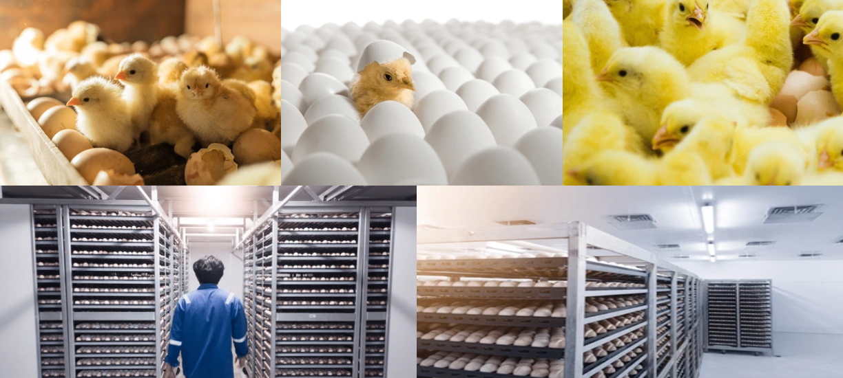 fertilized chicken eggs for sale