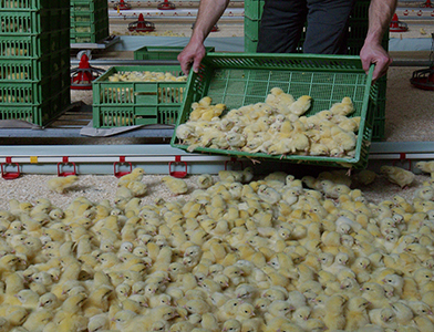 Opallex Hatchery
