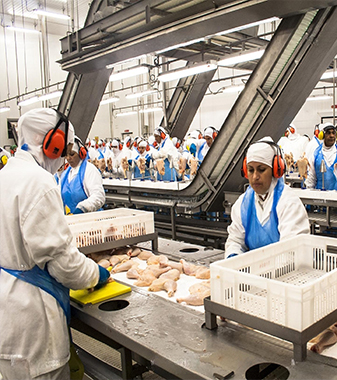 Opallex international