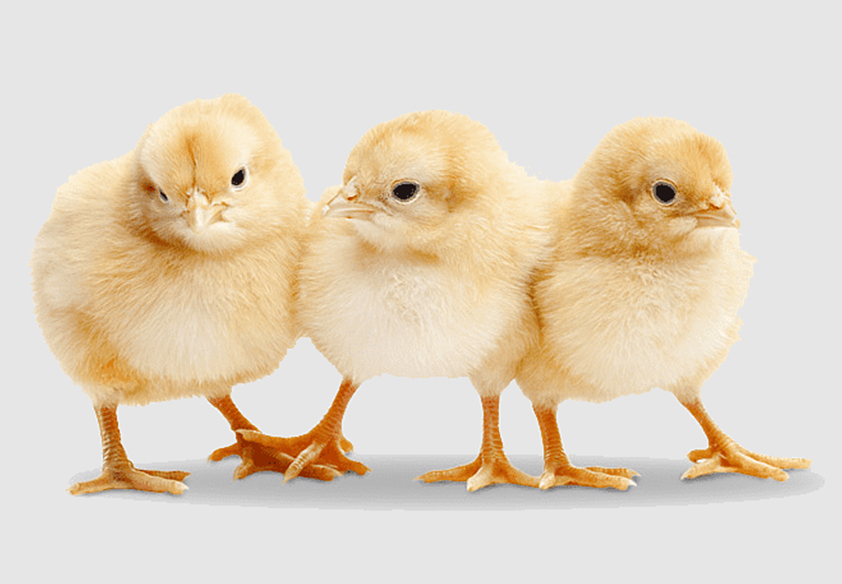 Broiler Day Old Chicks