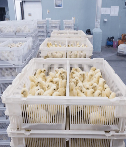 Day Old Chicks