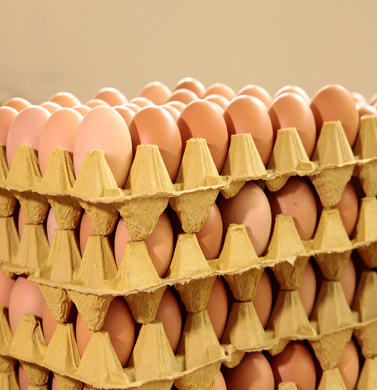 Fresh Table eggs