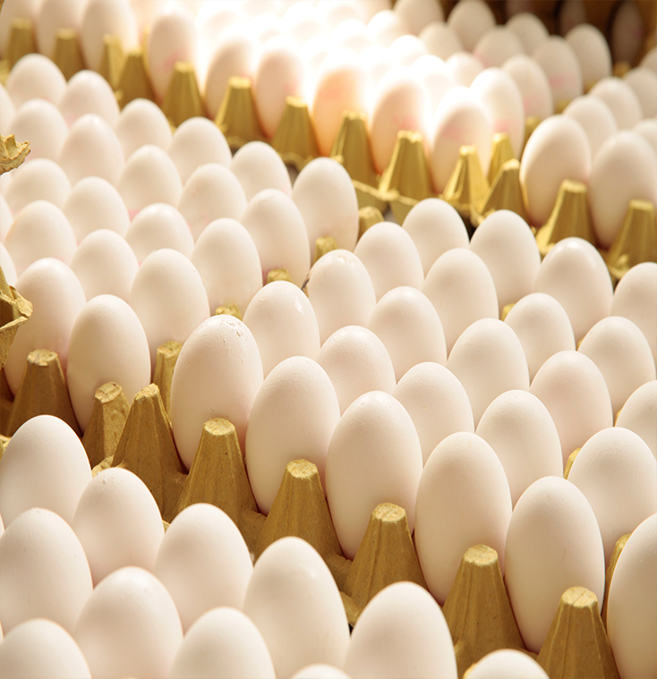 fresh table eggs