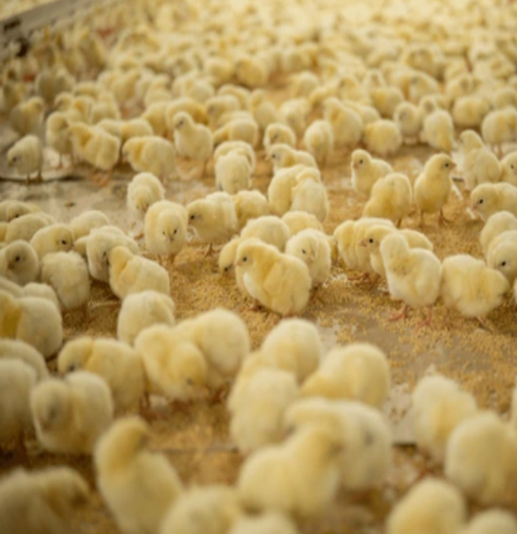 Day old chicks