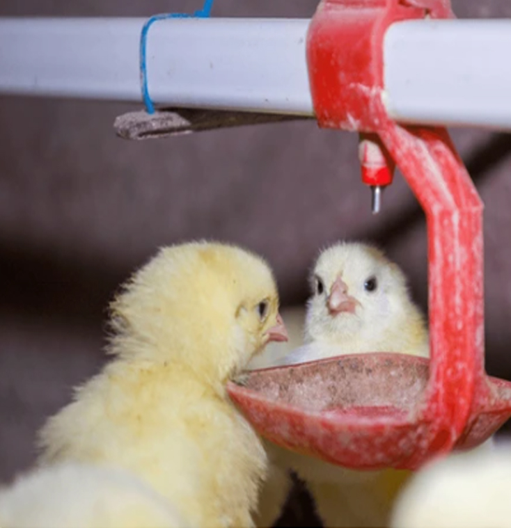 Day old chicks