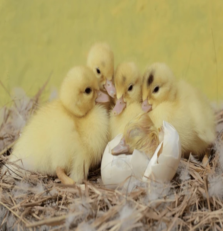 fertile duck eggs