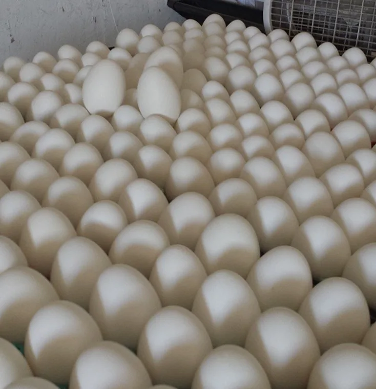Fertile hatching eggs set in hatchery trays