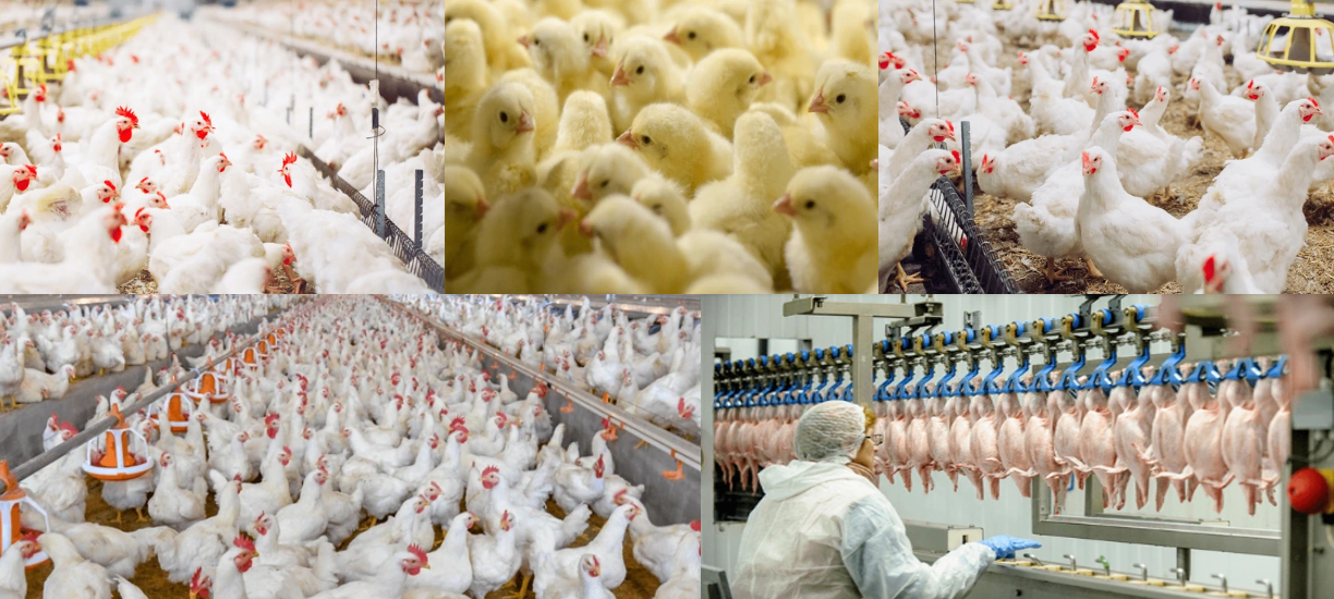 Broiler poultry production