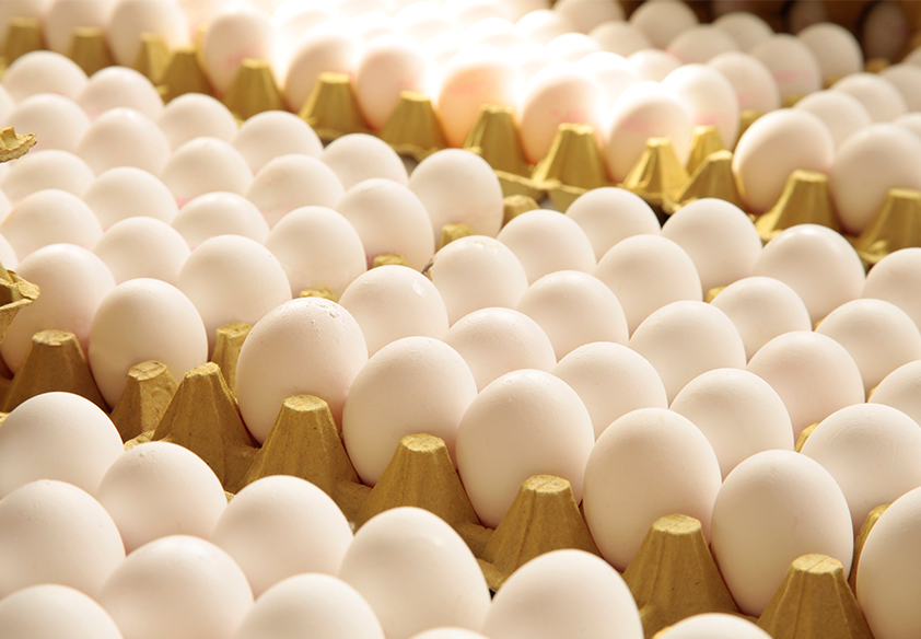 Shell eggs arranged in protective trays