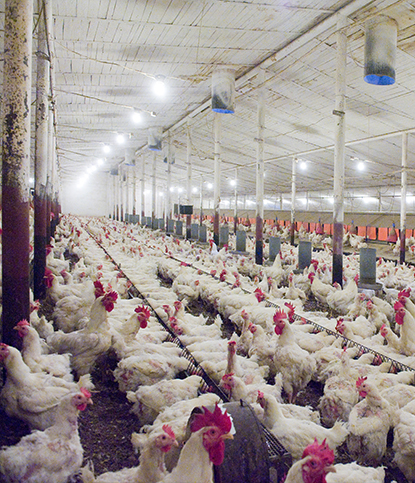 Poultry parent stock supply programme
