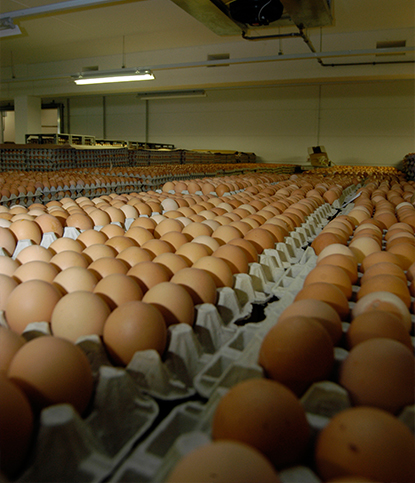 Brown shell eggs on tray lines inside a packing hall