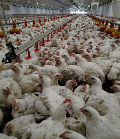 Broiler chicken