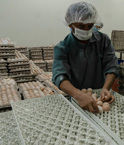 Hatchery egg sorting and packing