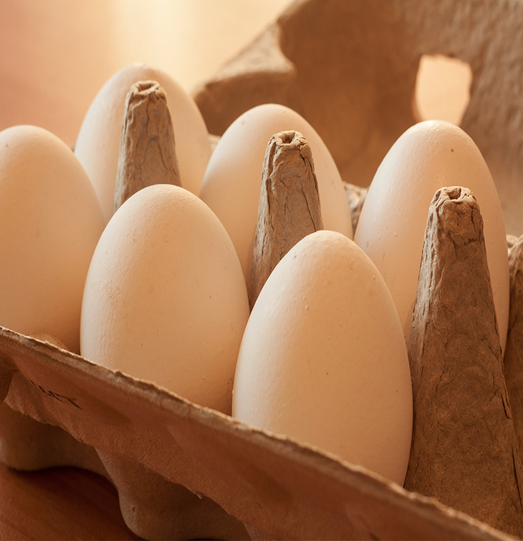 Hatchings eggs