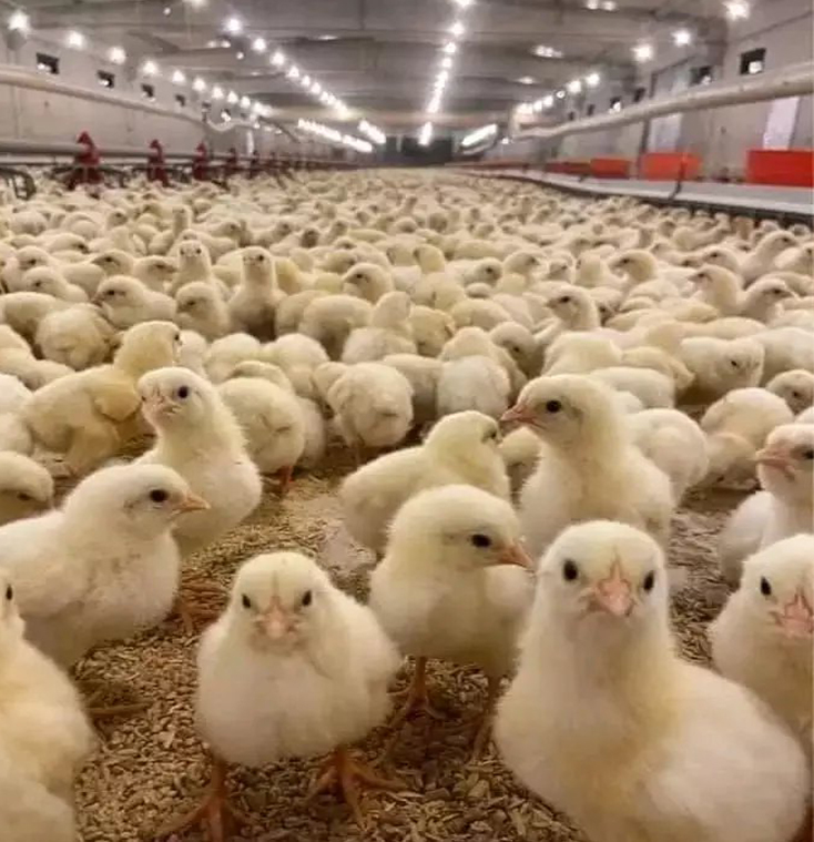 nroiler eggs