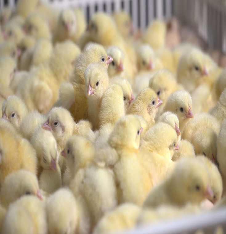 broiler hatching eggs