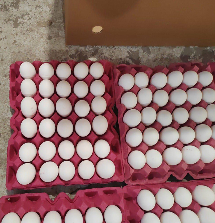 White shell eggs in magenta pulp trays beside a corrugated carton