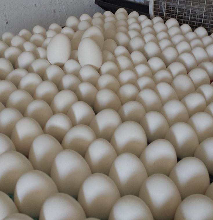 Eggs arranged in trays at a hatchery