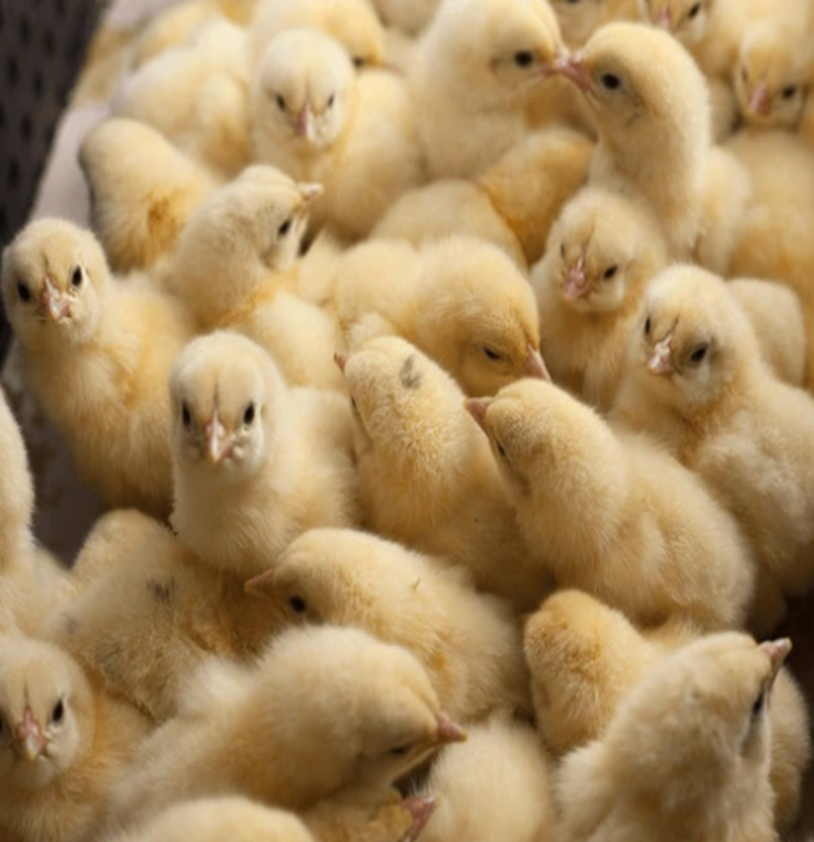 Day-old chicken chicks