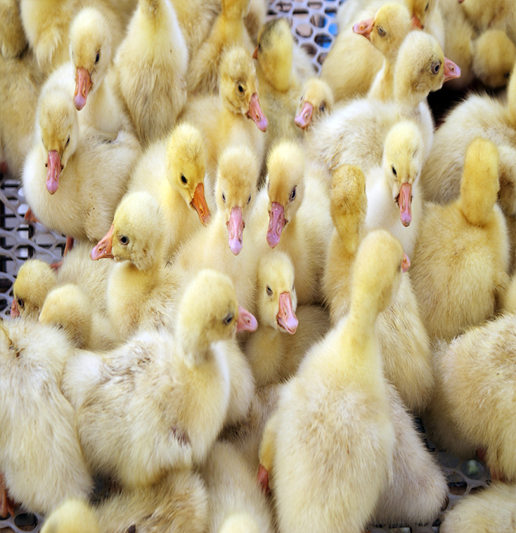 fertile duck eggs