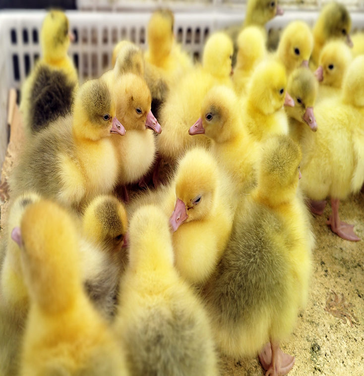 fertile duck eggs